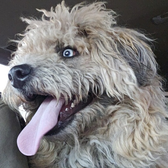 Chewy & Trevy  thumbnail 3