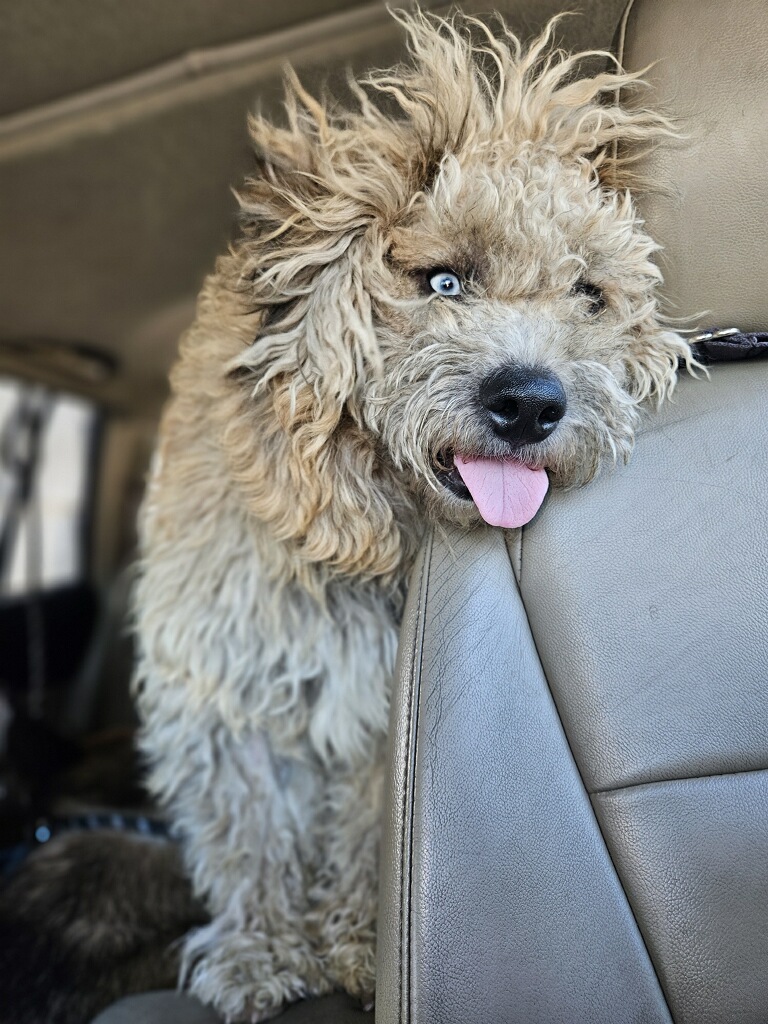 Chewy & Trevy  thumbnail 4