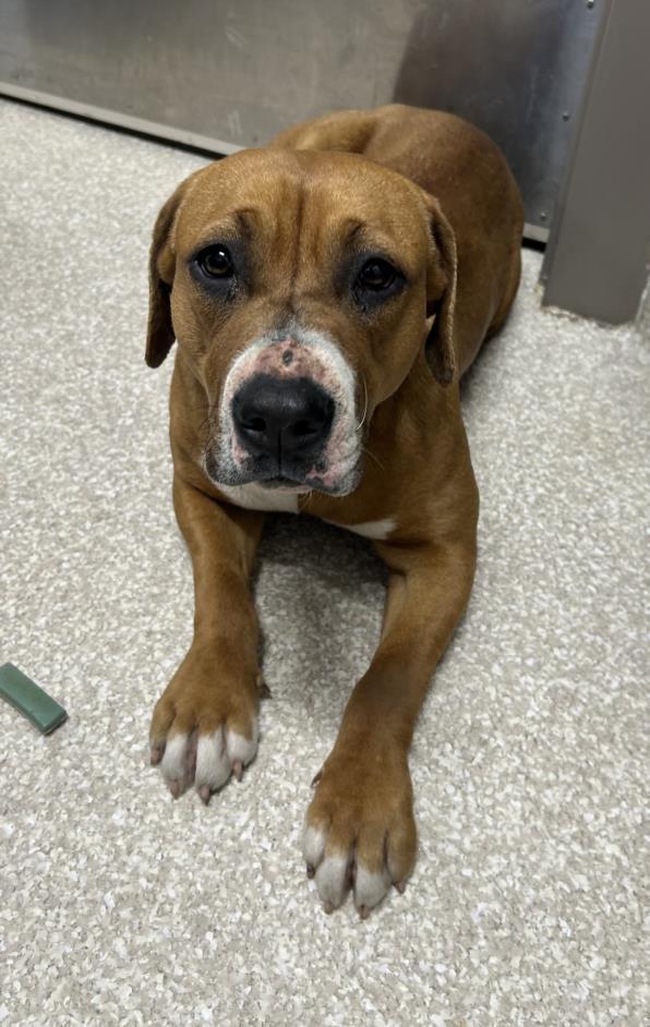 Enlarge KHLOE, a Adoptable mixed breed in Saginaw, MI image 1/1