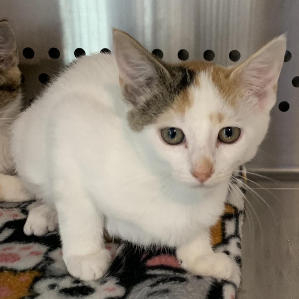 Enlarge Cindy, a Adoptable mixed breed in Washburn, MO image 1/1