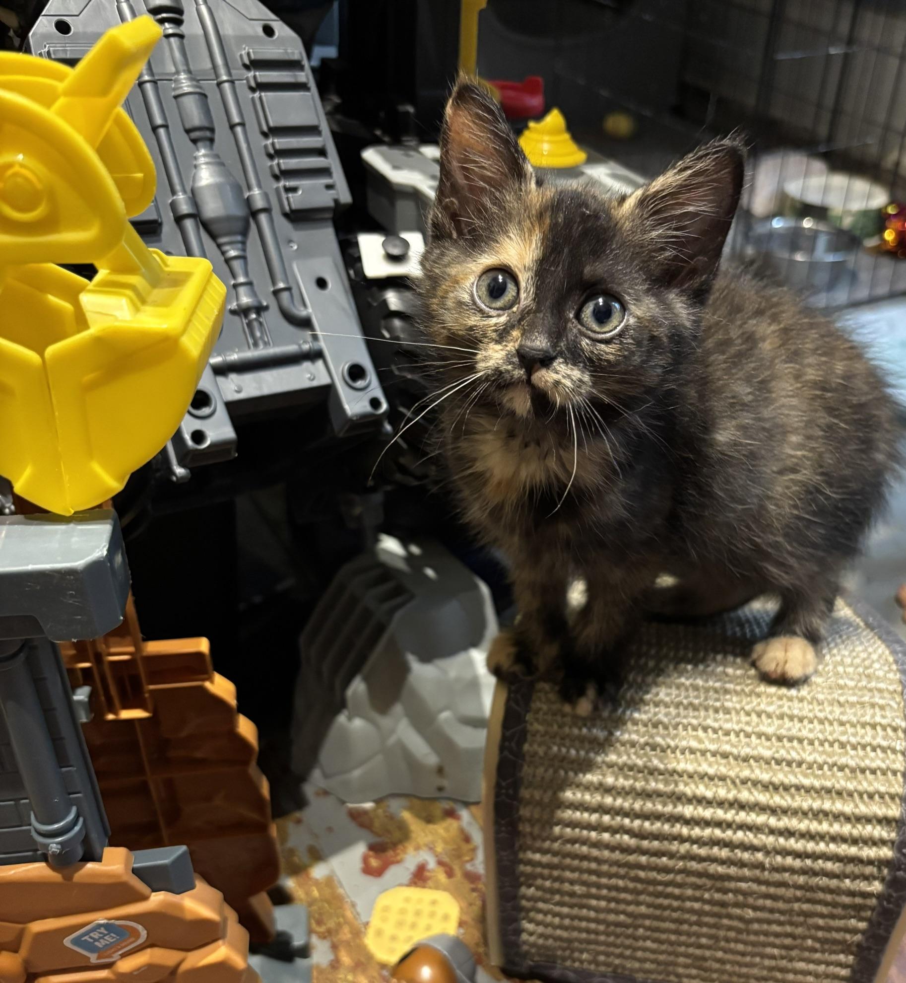 Enlarge Sylvia, a Adoptable Domestic Short Hair in Cleveland, OH image 2/2