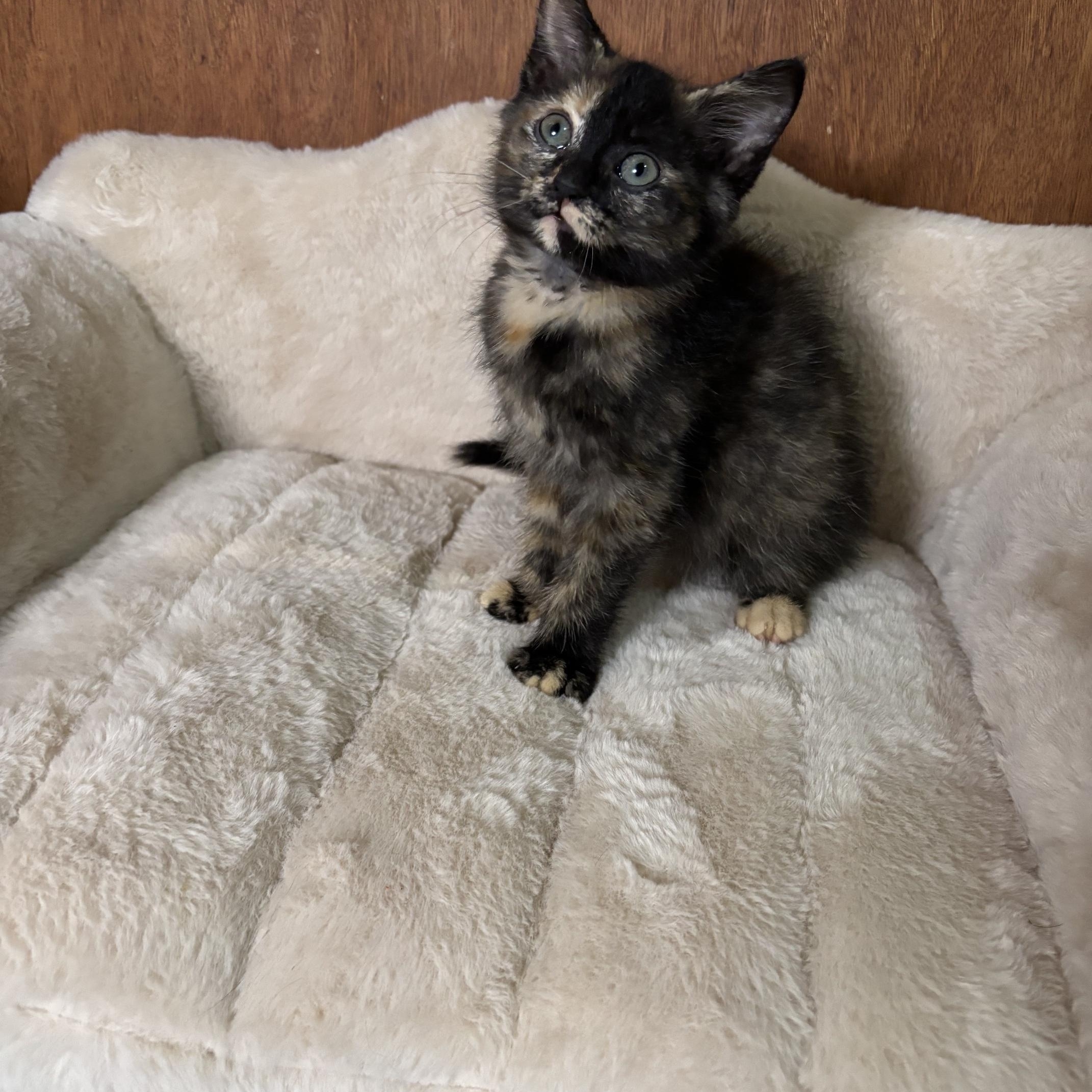 Enlarge Sylvia, a Adoptable Domestic Short Hair in Cleveland, OH image 1/2