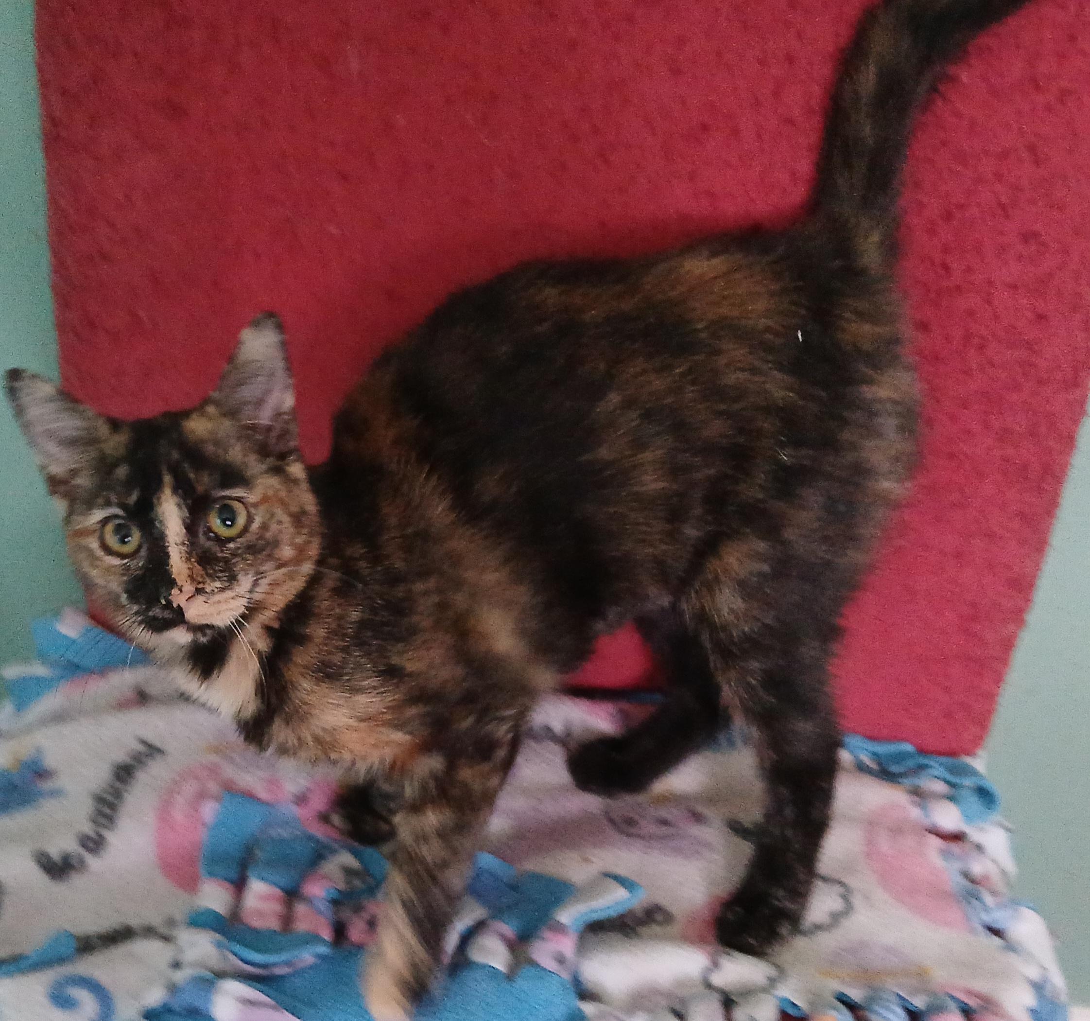 Kahlua, ADOPTABLE, Young Female Tortoiseshell.