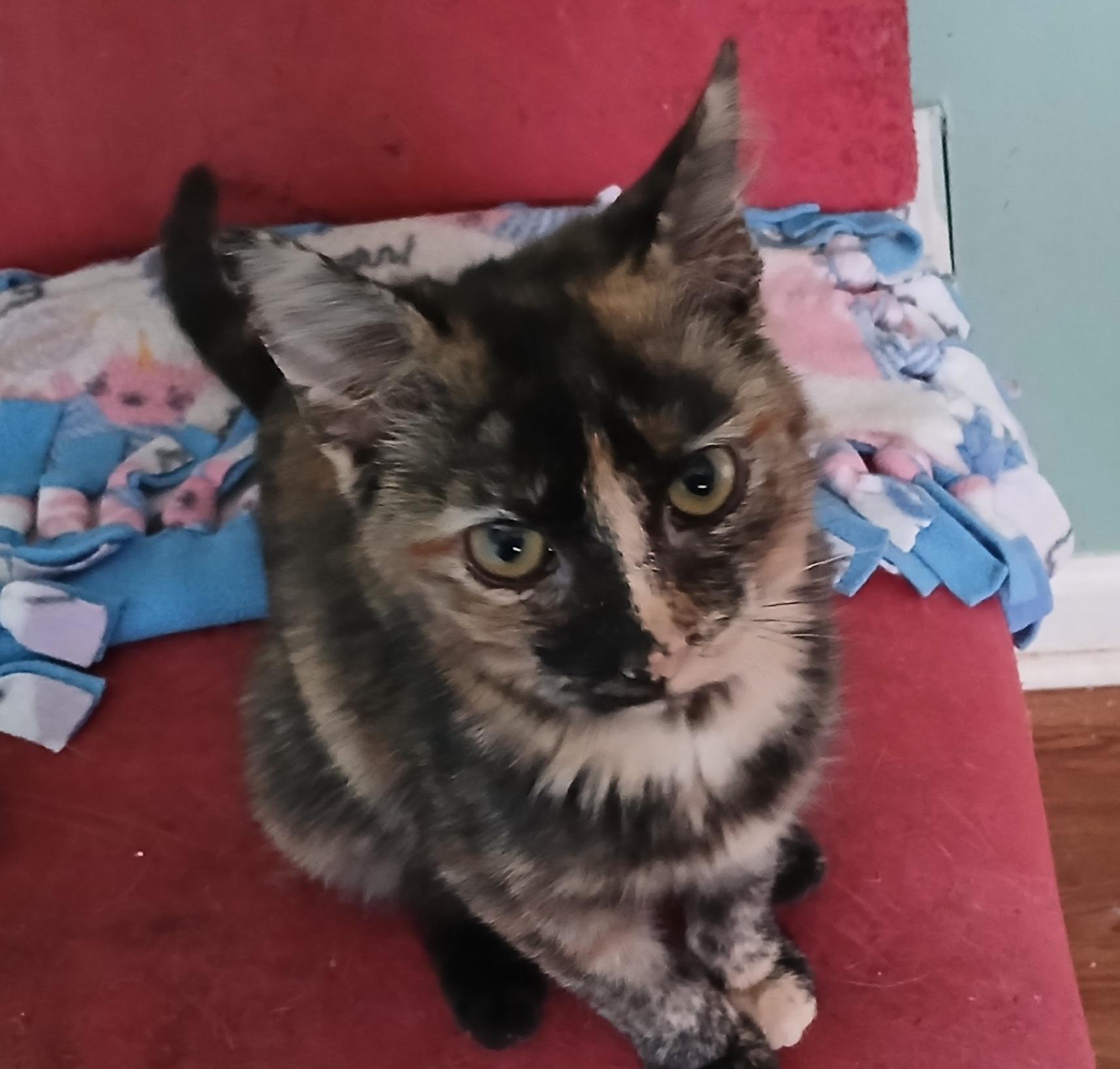 Enlarge Kahlua, a ADOPTABLE Tortoiseshell in Lansdowne, PA image 3/4