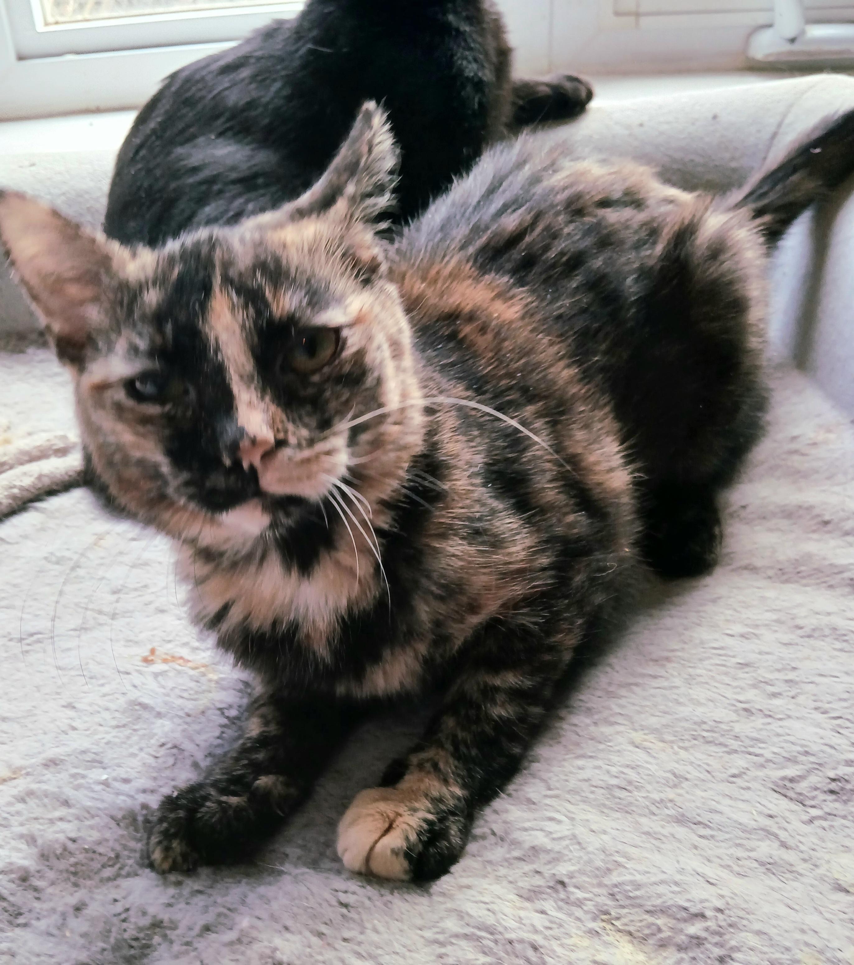 Enlarge Kahlua, a ADOPTABLE Tortoiseshell in Lansdowne, PA image 4/4