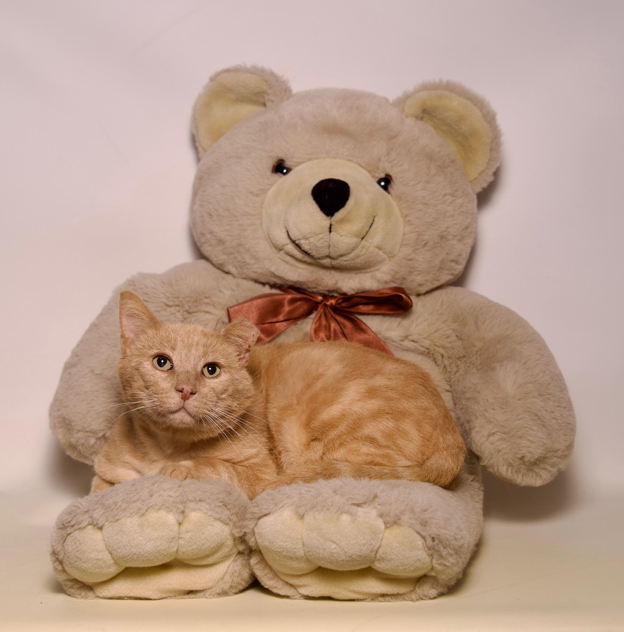 Franklin, a Adoptable Domestic Short Hair in Riverside, CA image 1/5