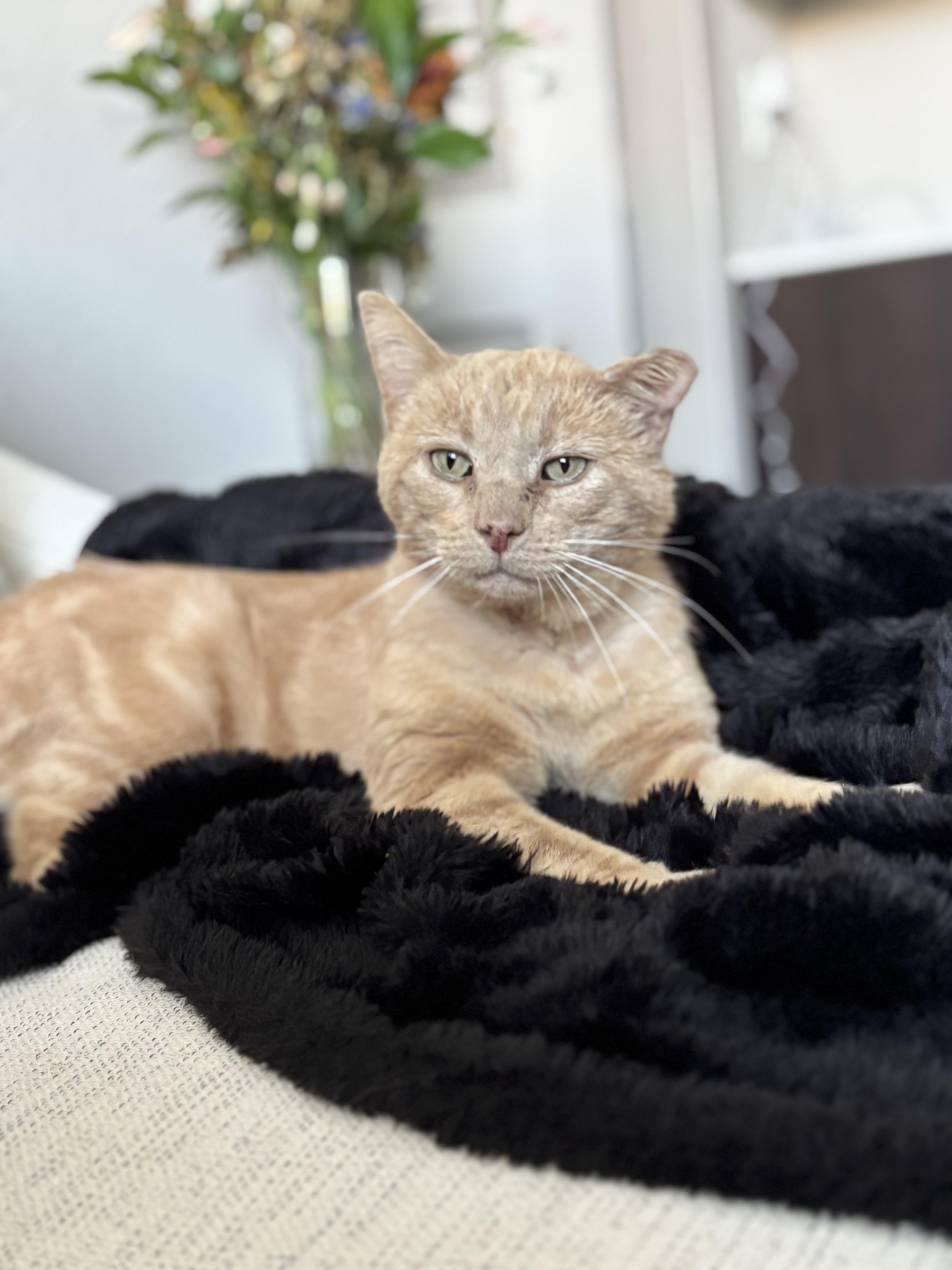 Franklin, a Adoptable Domestic Short Hair in Riverside, CA image 2/5