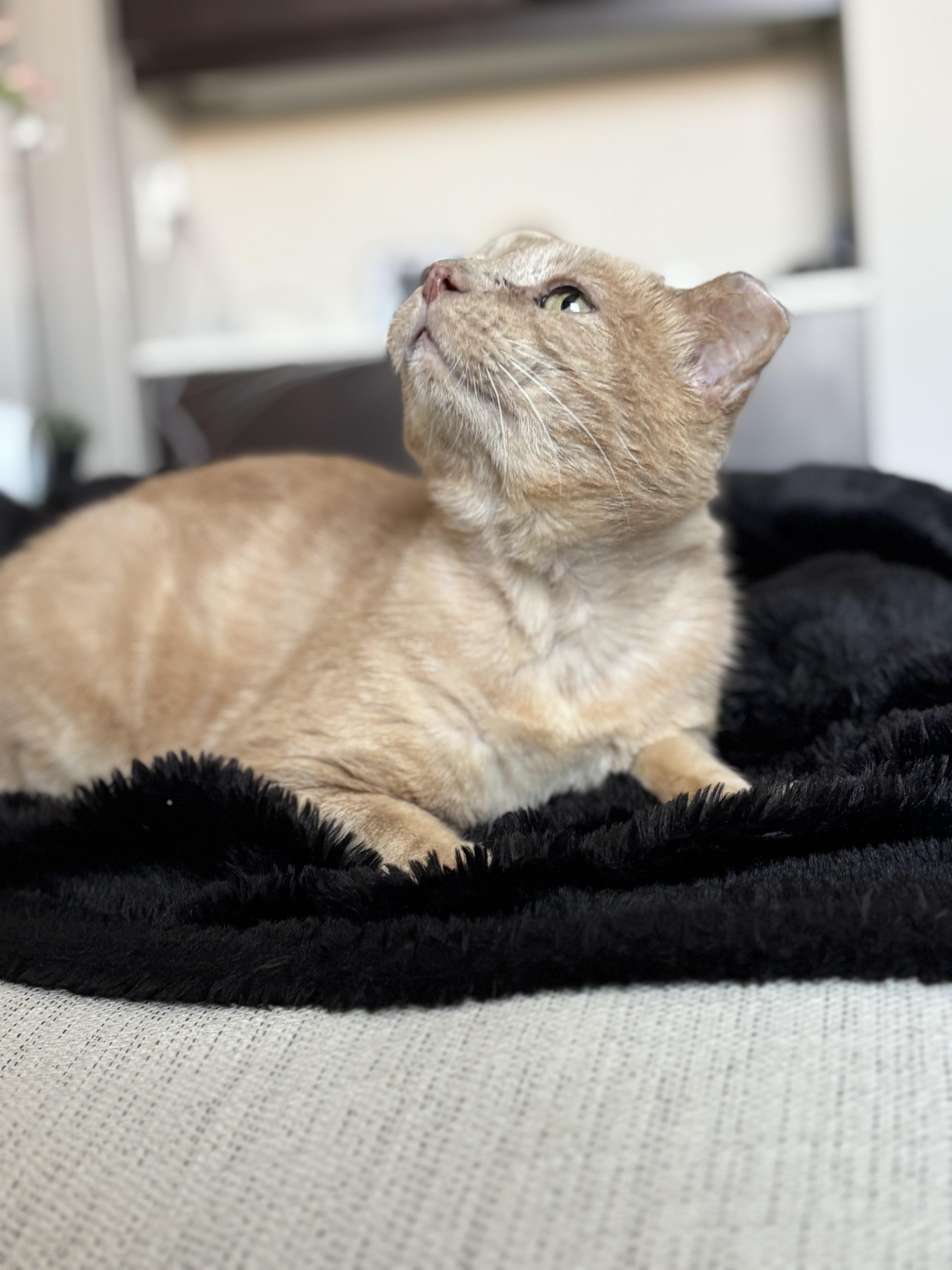 Franklin, a Adoptable Domestic Short Hair in Riverside, CA image 3/5