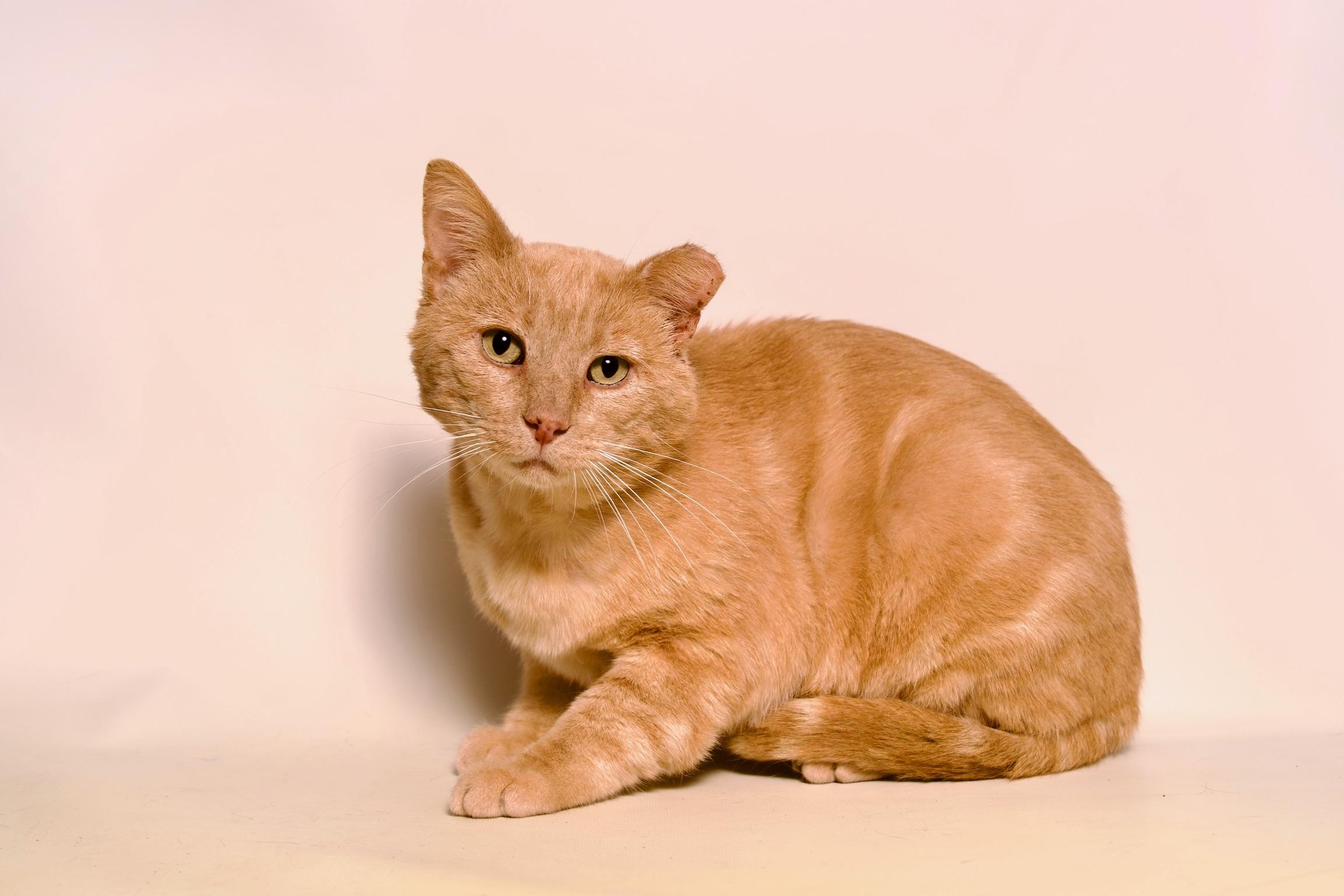 Franklin, a Adoptable Domestic Short Hair in Riverside, CA image 5/5