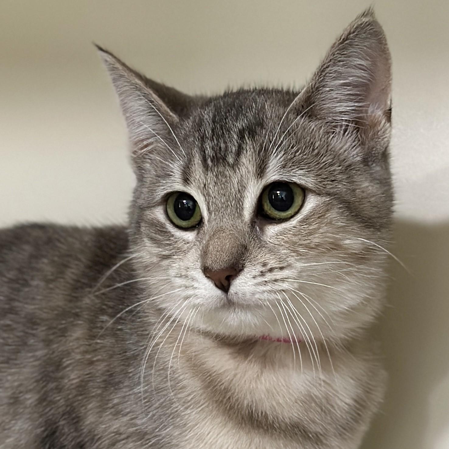 Enlarge Catalie Portman, a Adoptable Domestic Short Hair in Victor, NY image 2/3