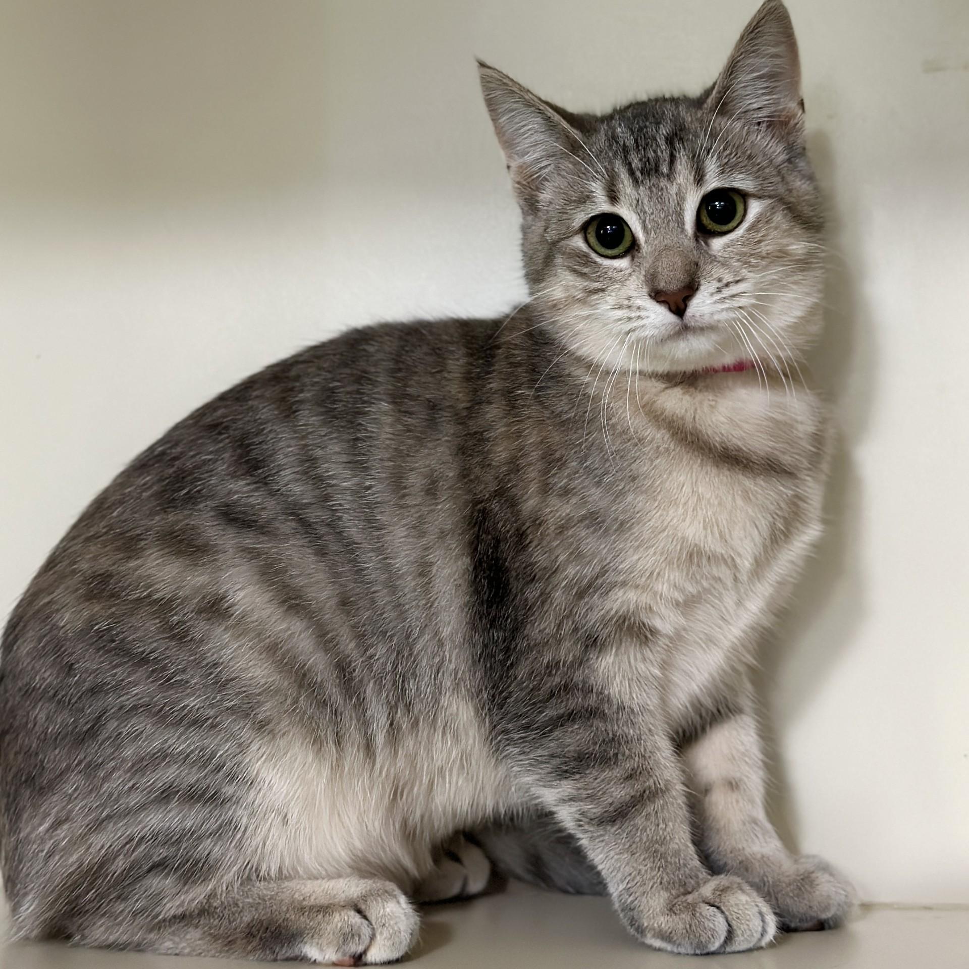 Enlarge Catalie Portman, a Adoptable Domestic Short Hair in Victor, NY image 3/3