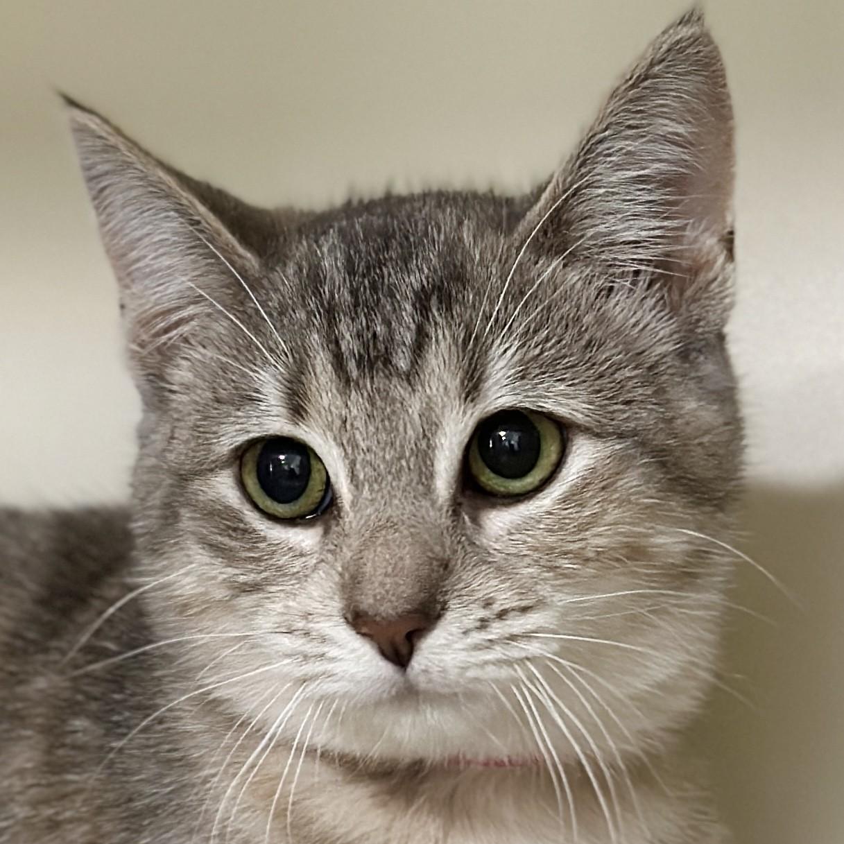 Enlarge Catalie Portman, a Adoptable Domestic Short Hair in Victor, NY image 1/3