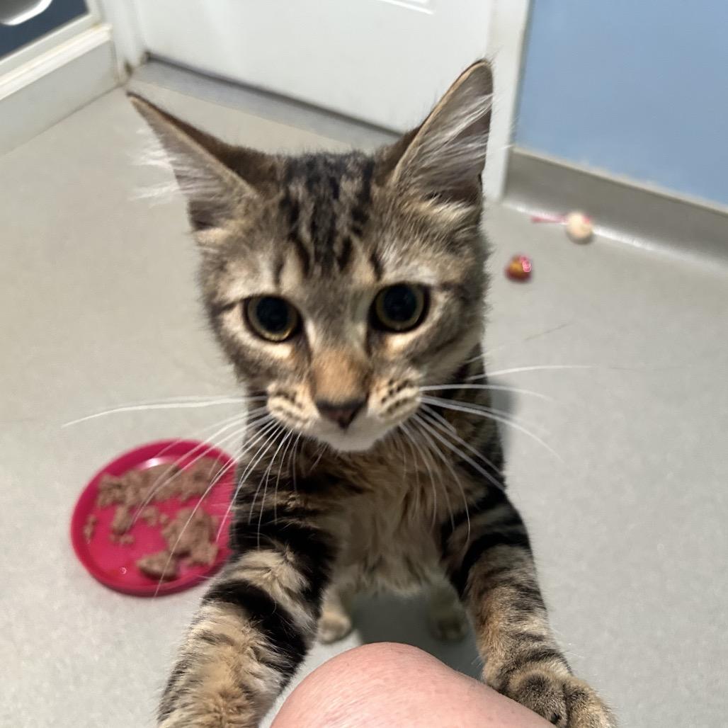 Pete, Adoptable, Kitten Male Domestic Short Hair.