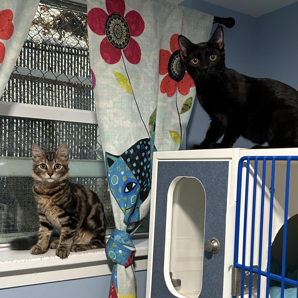 Enlarge Pete, a Adoptable Domestic Short Hair in Oyster Bay, NY image 2/3