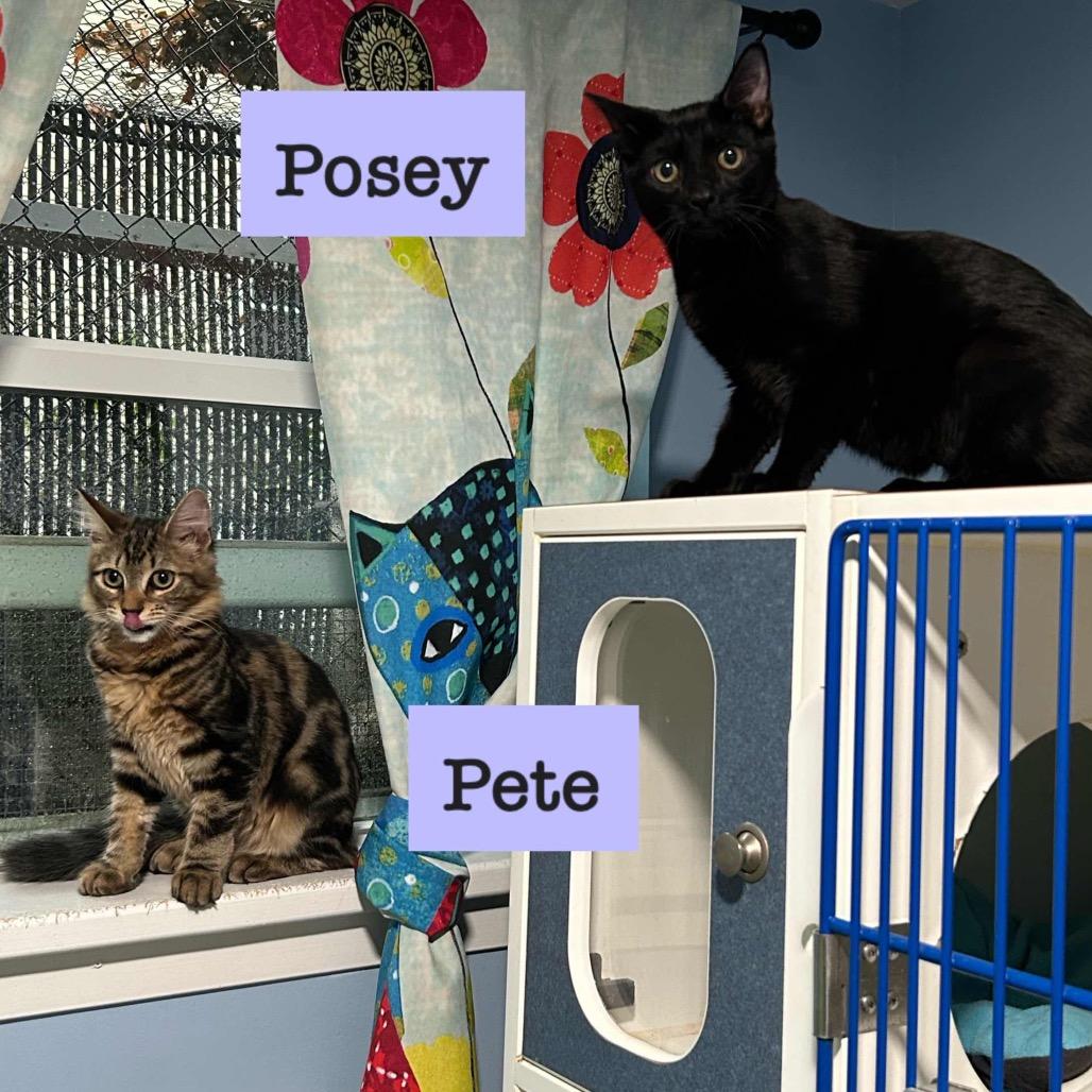 Enlarge Pete, a Adoptable Domestic Short Hair in Oyster Bay, NY image 3/3
