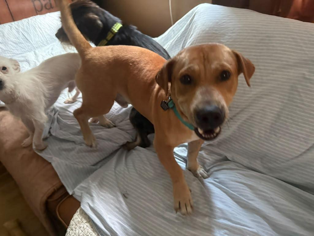 Mateo, a ADOPTABLE Mixed Breed in Pleasant Valley, NY image 2/4