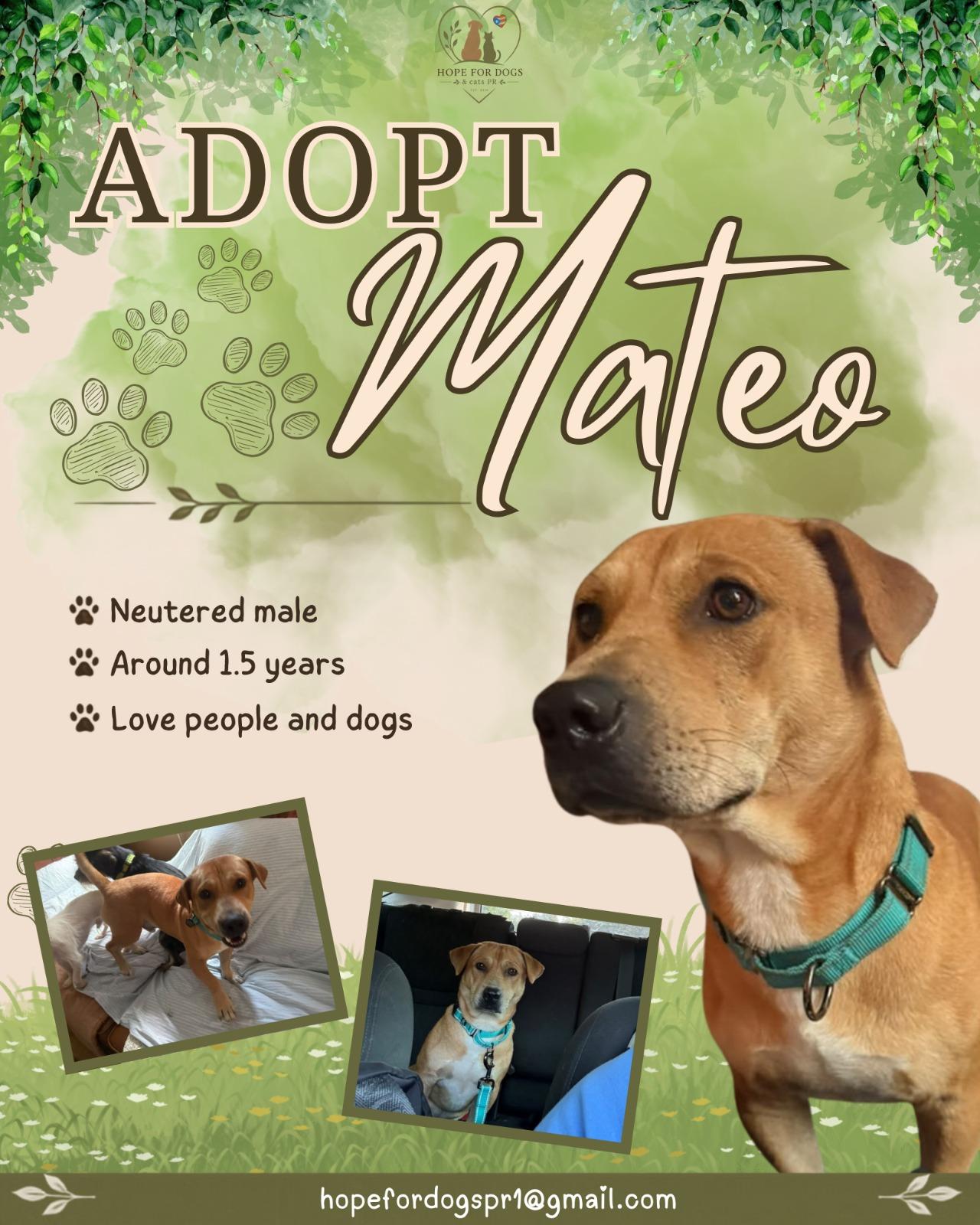 Mateo, ADOPTABLE, Adult Male Mixed Breed.