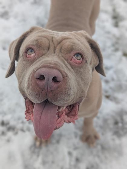 Scrumps, Adoptable, Puppy Male Mastiff & Mixed Breed.