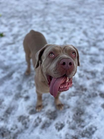 Enlarge Scrumps, a Adoptable mixed breed in Neenah, WI image 2/3