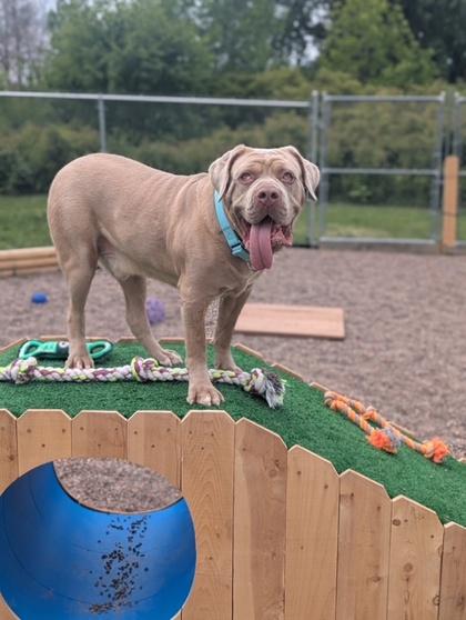 Scrumps, Adoptable, Young Male Mastiff & Mixed Breed.