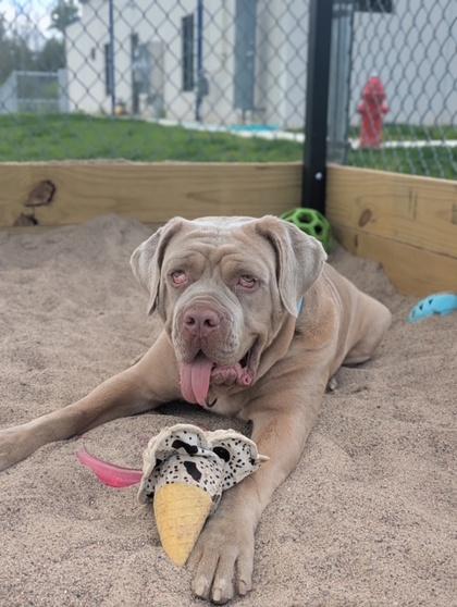 Scrumps, a Adoptable mixed breed in Neenah, WI image 3/3