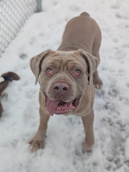 Enlarge Scrumps, a Adoptable mixed breed in Neenah, WI image 3/3