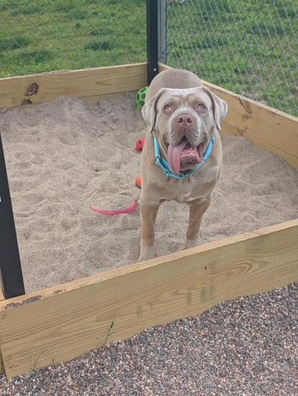 Scrumps, a Adoptable mixed breed in Neenah, WI image 2/3