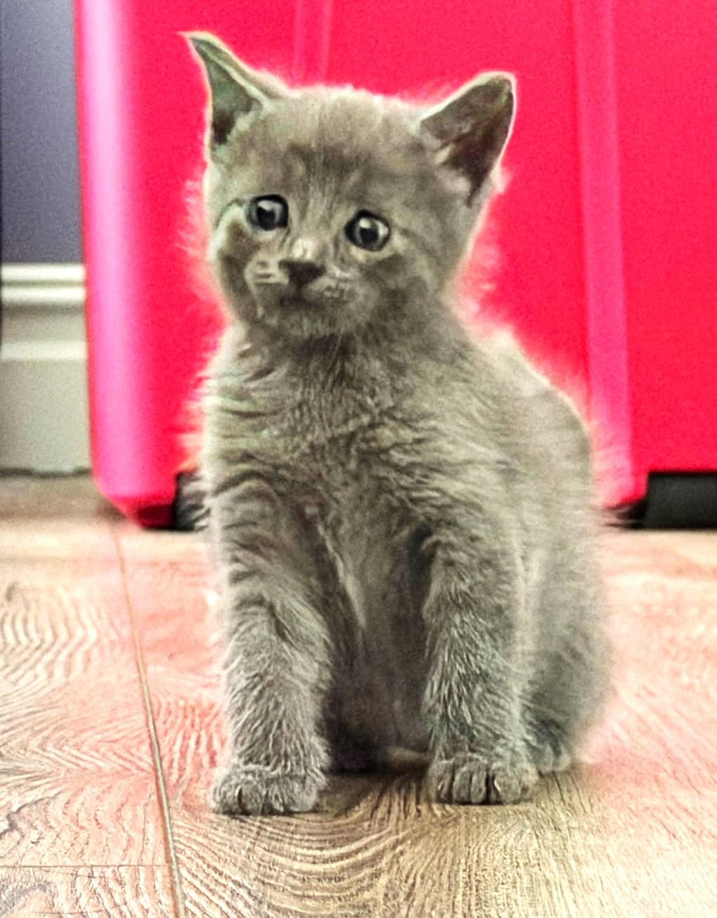 Dima (Bonded to Misha), ADOPTABLE, Kitten Male Russian Blue.