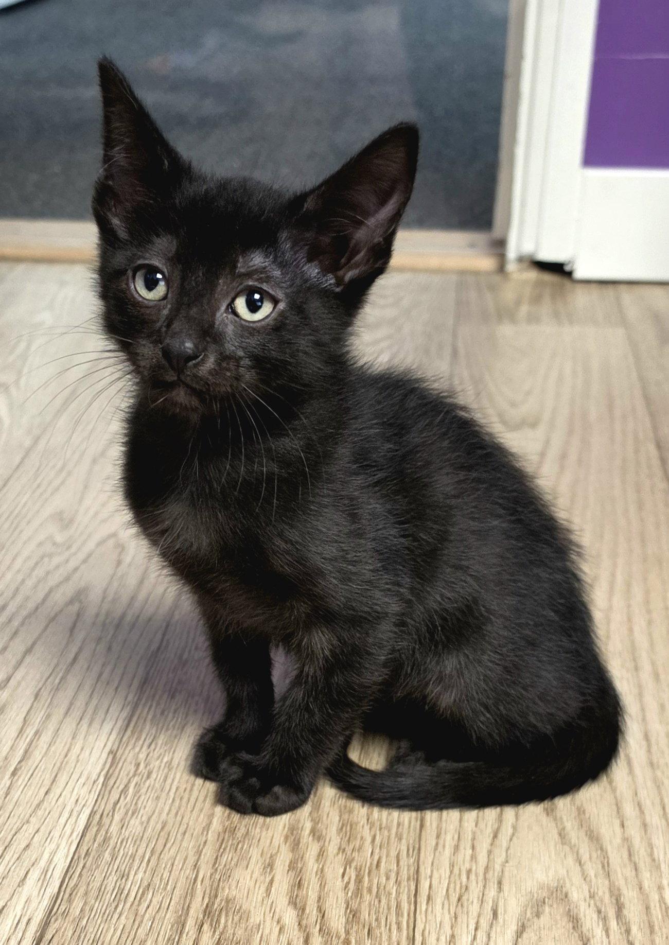 Pierre, Adoptable, Kitten Male Domestic Short Hair.