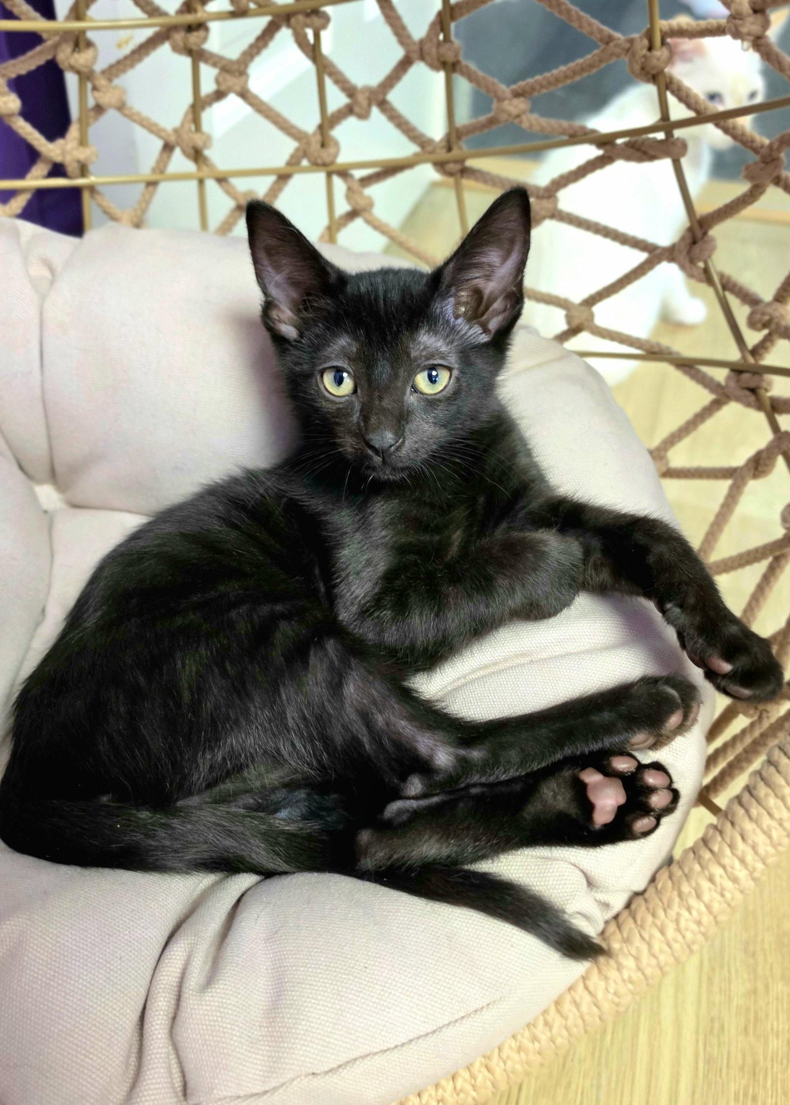 Enlarge Pierre, a Adoptable Domestic Short Hair in Campbell, CA image 2/3