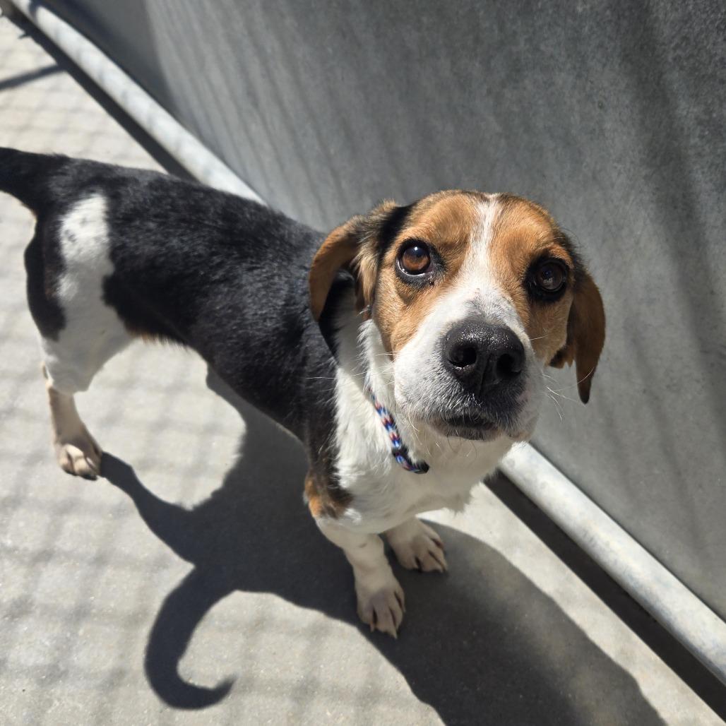Enlarge Harvard 26-091, a Adoptable Beagle in Tawas City, MI image 1/1