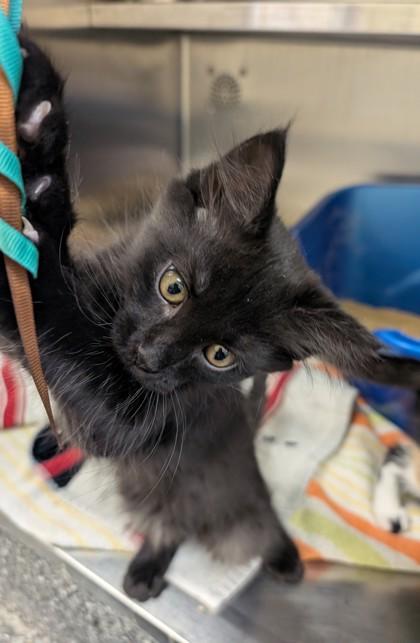 Dyson, Adoptable, Kitten Male Domestic Medium Hair & Domestic Short Hair.