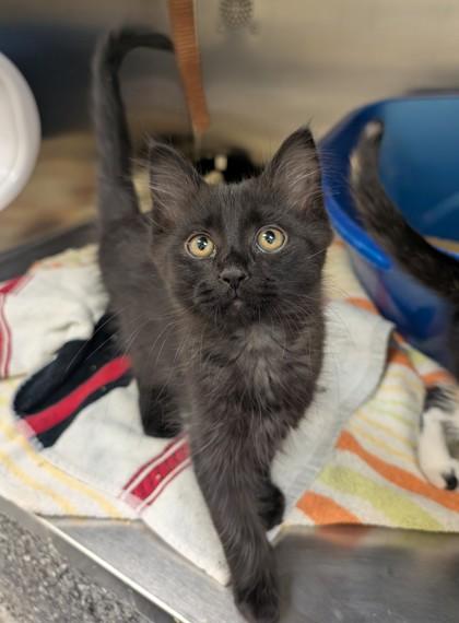 Enlarge Dyson, a Adoptable mixed breed in Rochester Hills, MI image 2/3