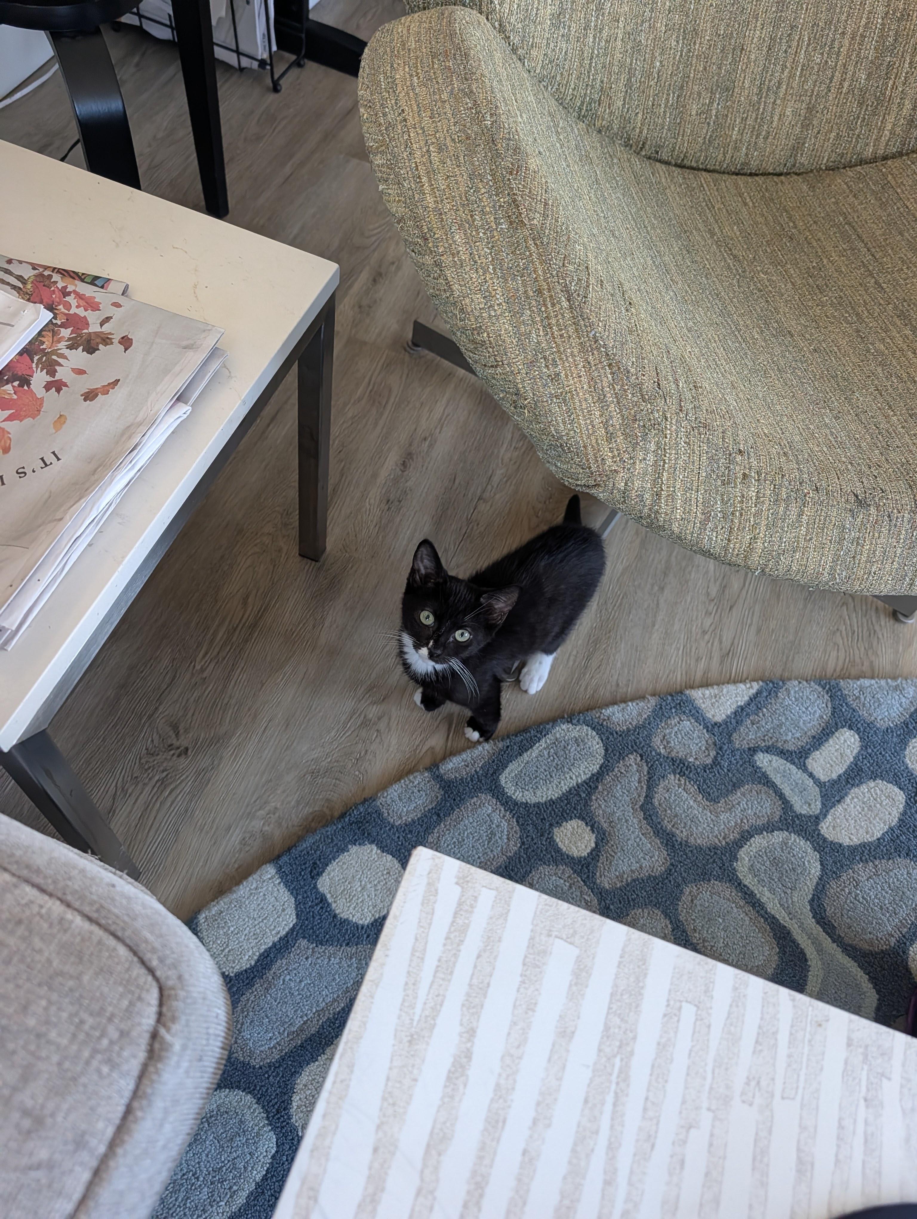 Enlarge Amazing Grayce & Zeus, a Adoptable Domestic Short Hair in brooklyn, NY image 6/6