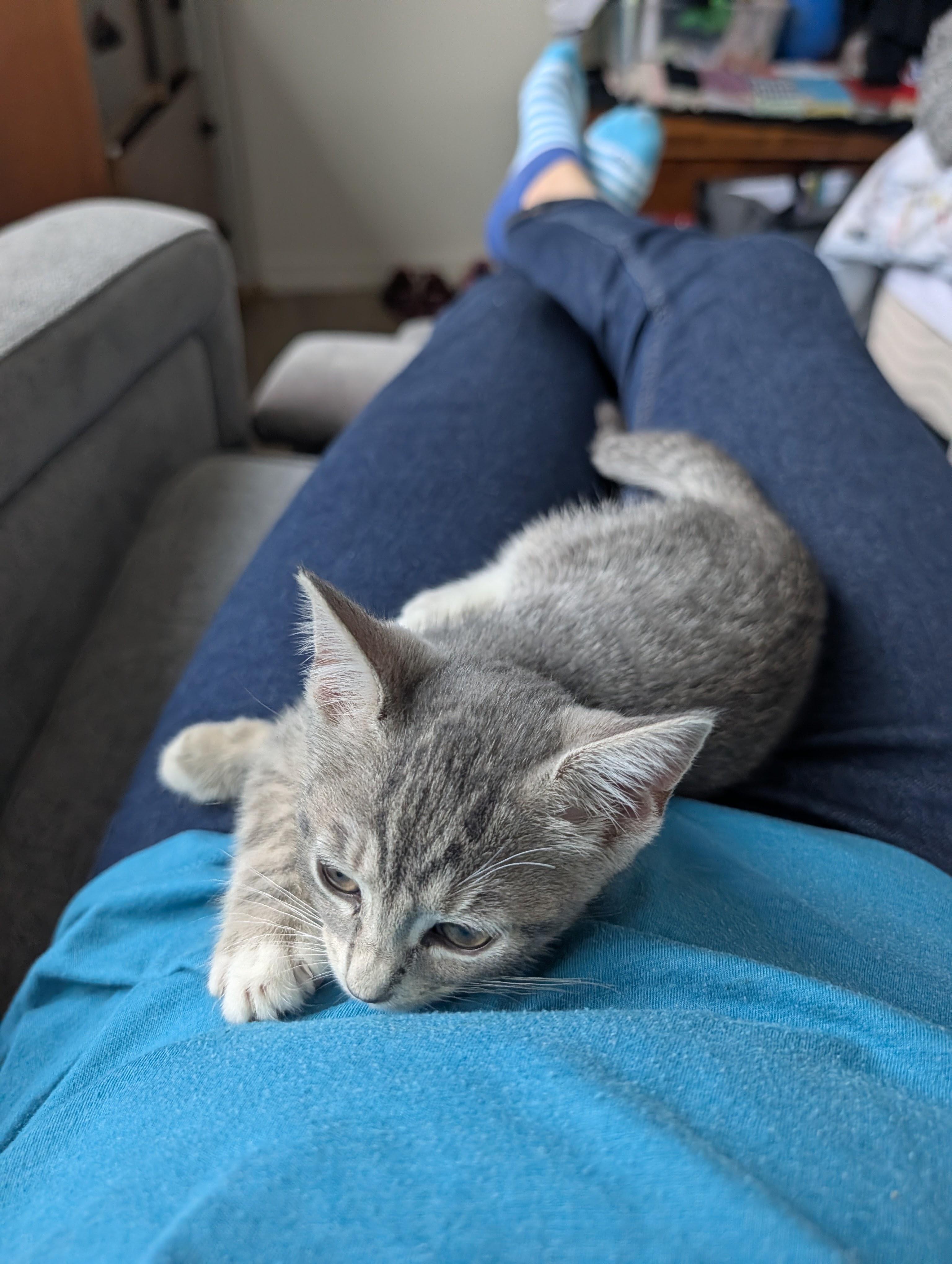 Enlarge Amazing Grayce & Zeus, a Adoptable Domestic Short Hair in brooklyn, NY image 5/6