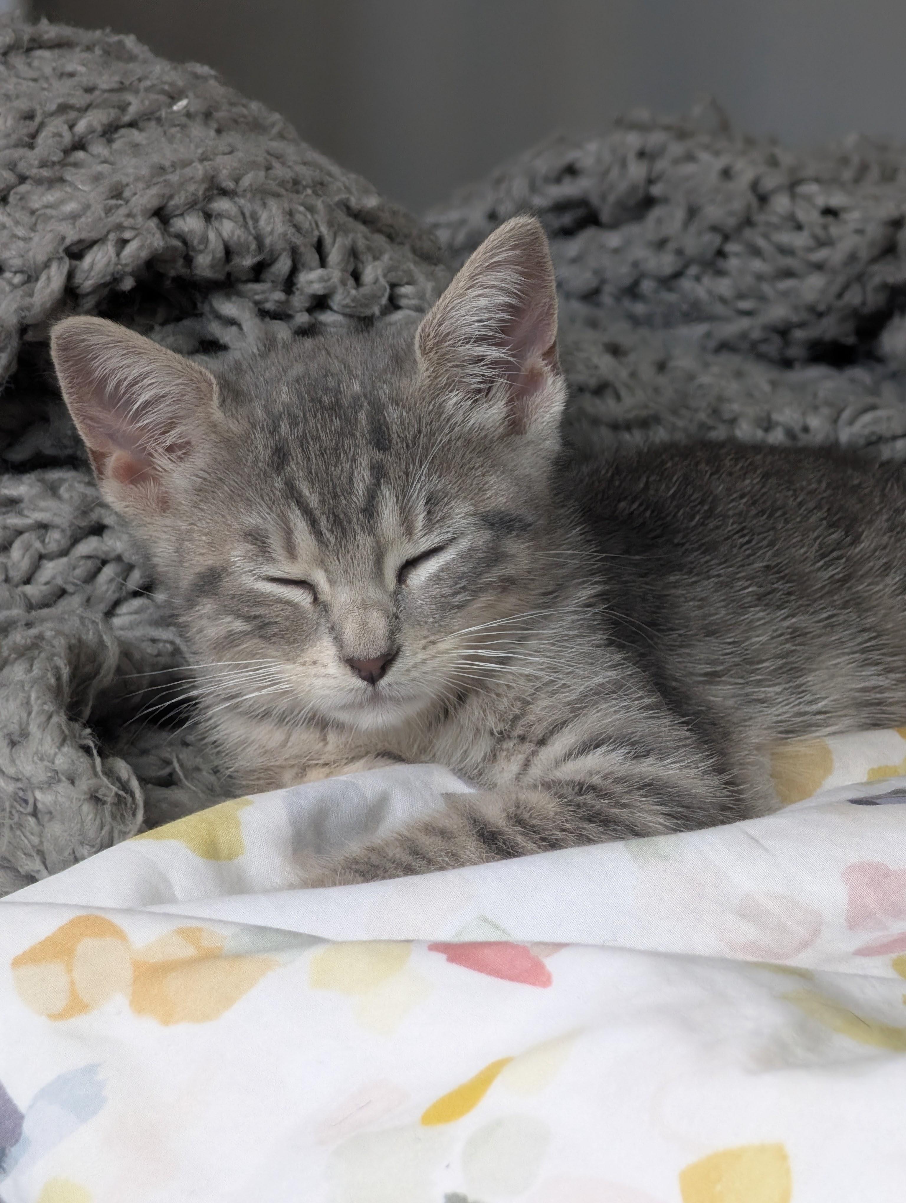 Enlarge Amazing Grayce & Zeus, a Adoptable Domestic Short Hair in brooklyn, NY image 3/6