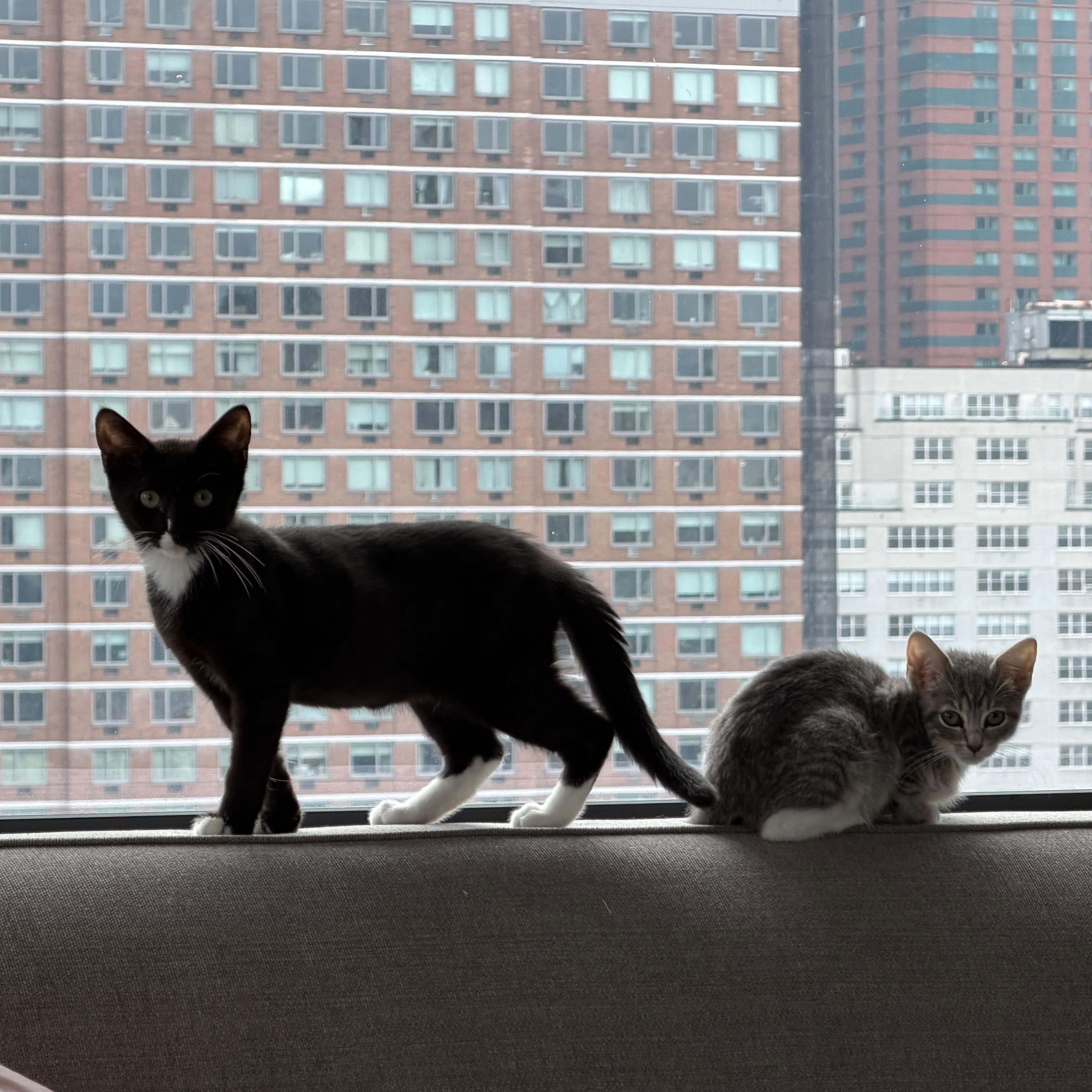 Amazing Grayce & Zeus, Adoptable, Kitten Male Domestic Short Hair.