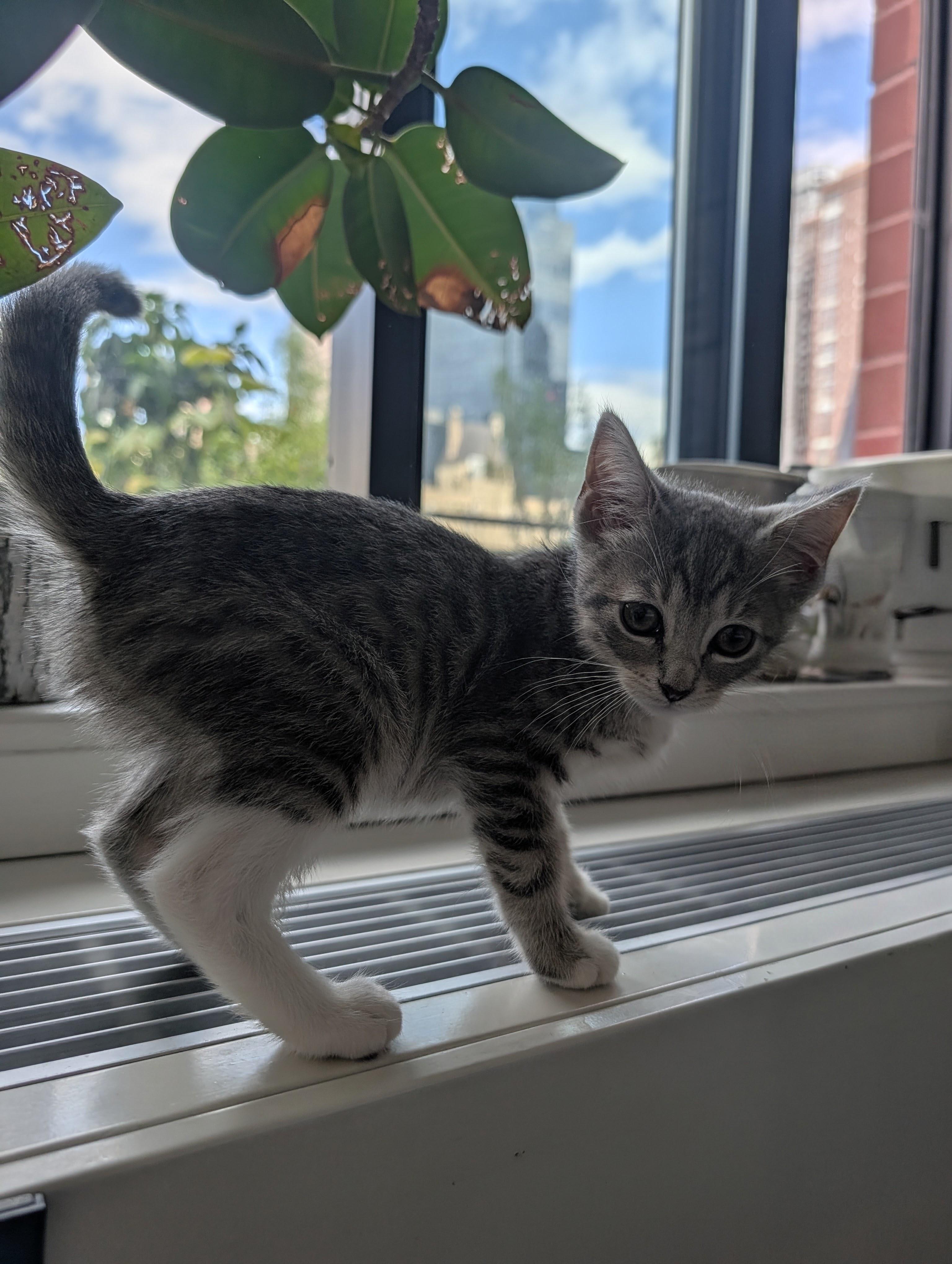 Enlarge Amazing Grayce & Zeus, a Adoptable Domestic Short Hair in brooklyn, NY image 2/6