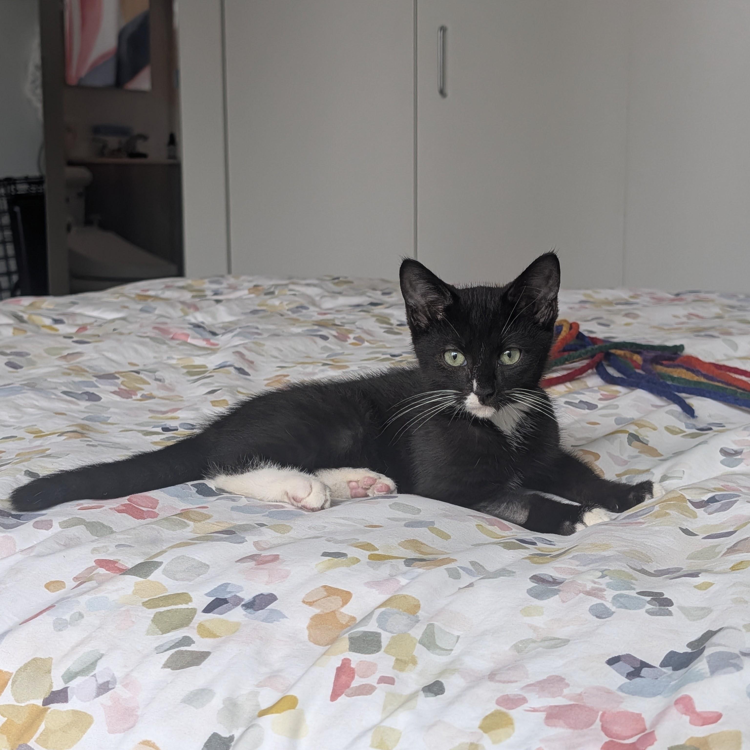 Enlarge Amazing Grayce & Zeus, a Adoptable Domestic Short Hair in brooklyn, NY image 4/6