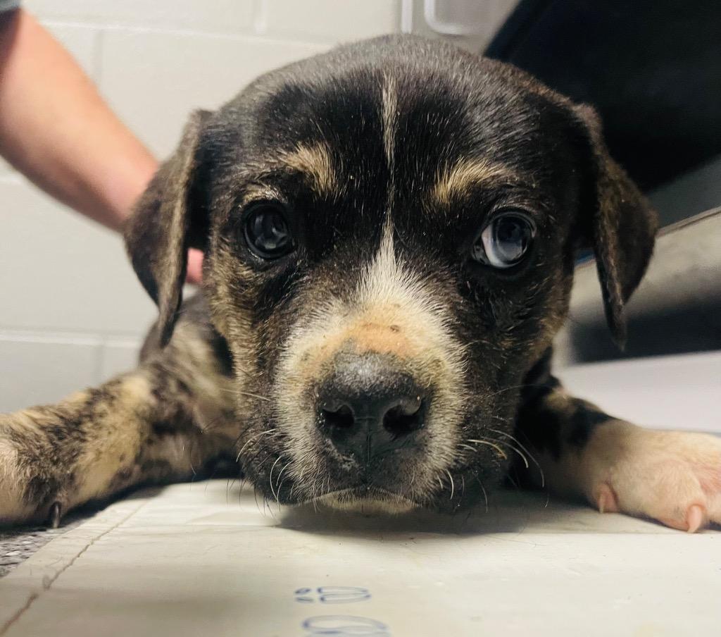 Enlarge Murrdock, a Adoptable Mixed Breed in Henderson, NC image 1/1