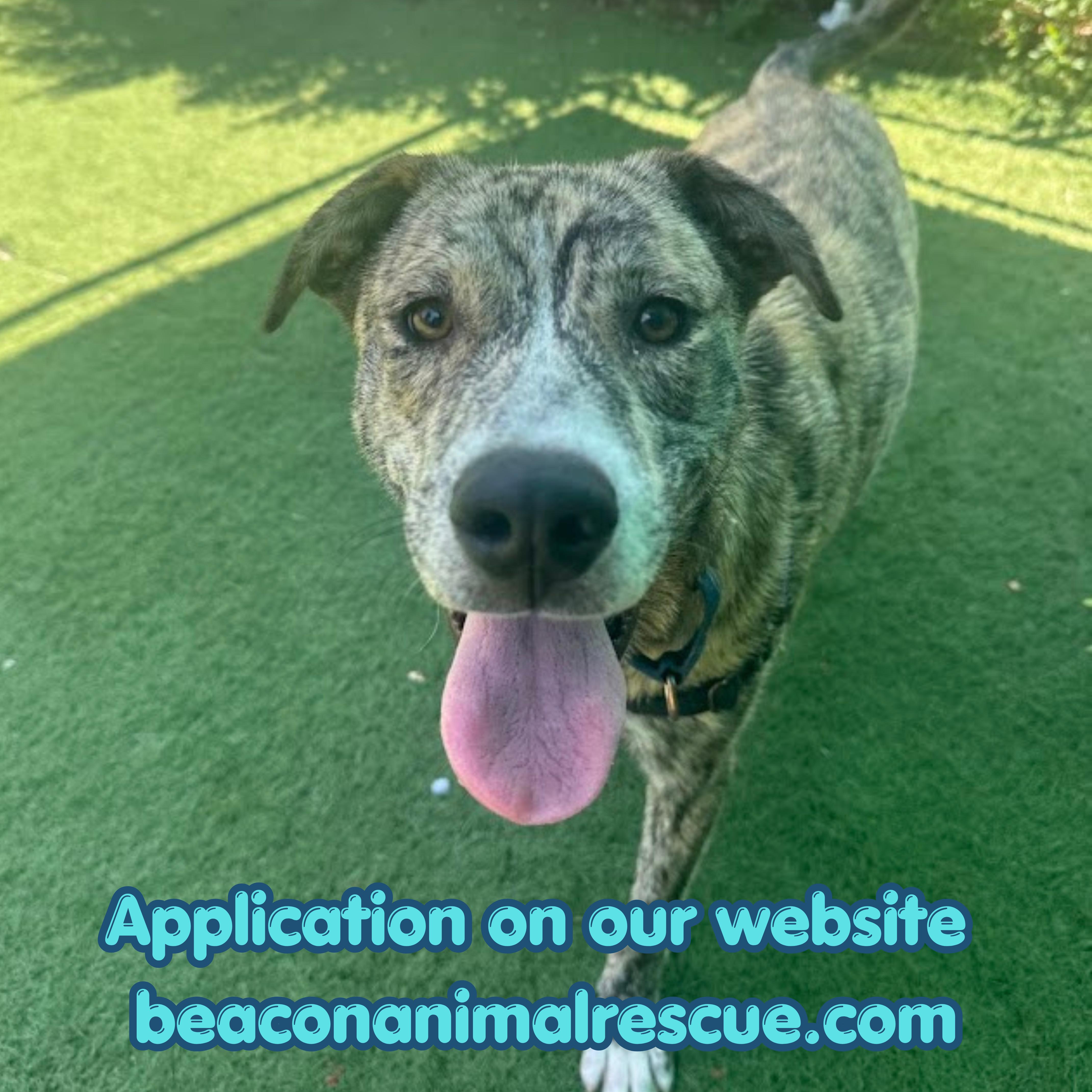 Matrix, ADOPTABLE, Young Male Mixed Breed.