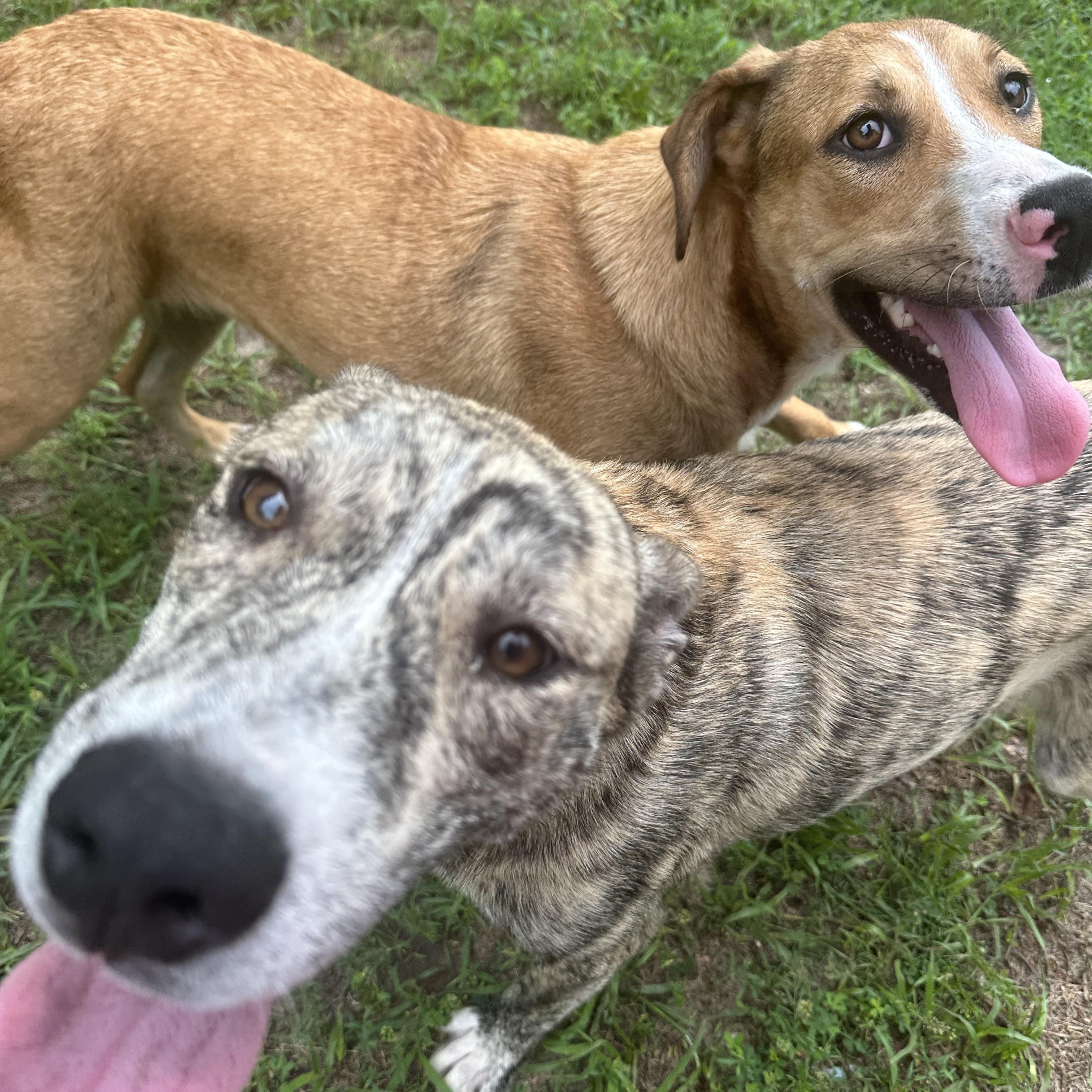 Matrix, a ADOPTABLE mixed breed in Ocean View, NJ image 3/6