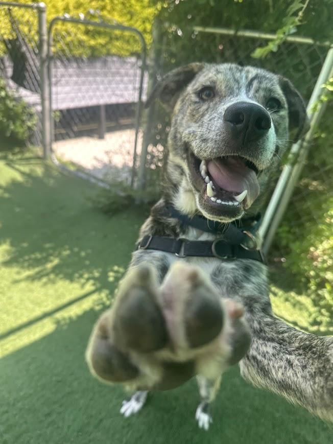 Matrix, a ADOPTABLE mixed breed in Ocean View, NJ image 2/6