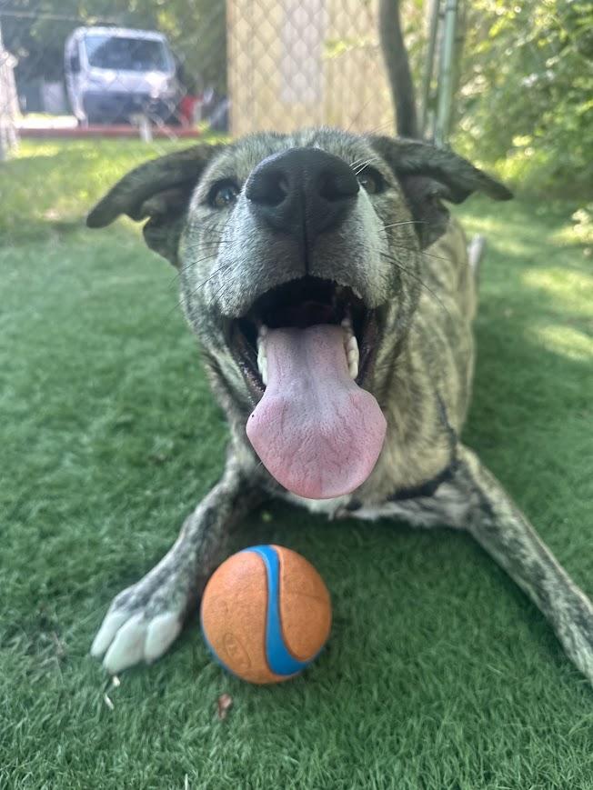 Matrix, a ADOPTABLE mixed breed in Ocean View, NJ image 5/6