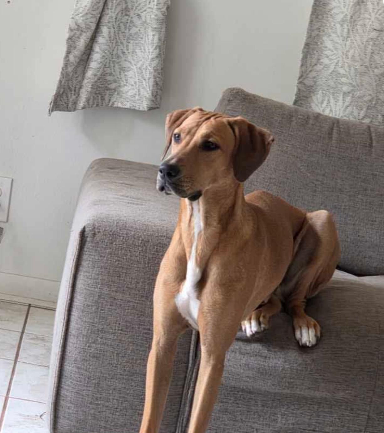 Jasper, Adoptable, Young Male Redbone Coonhound.