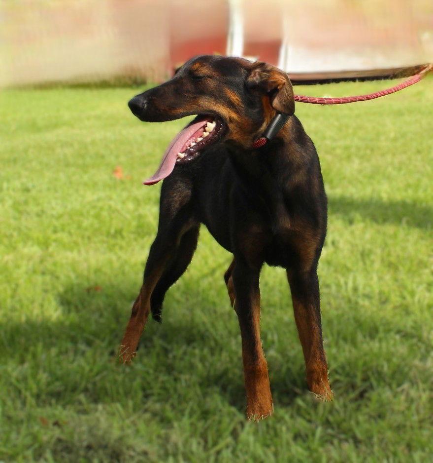 Enlarge Lyric-6months Spay Contract Required $150, a Adoptable mixed breed in Holly Hill, SC image 1/2