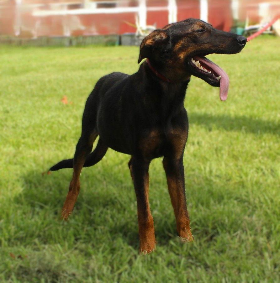 Enlarge Lyric-6months Spay Contract Required $150, a Adoptable mixed breed in Holly Hill, SC image 2/2