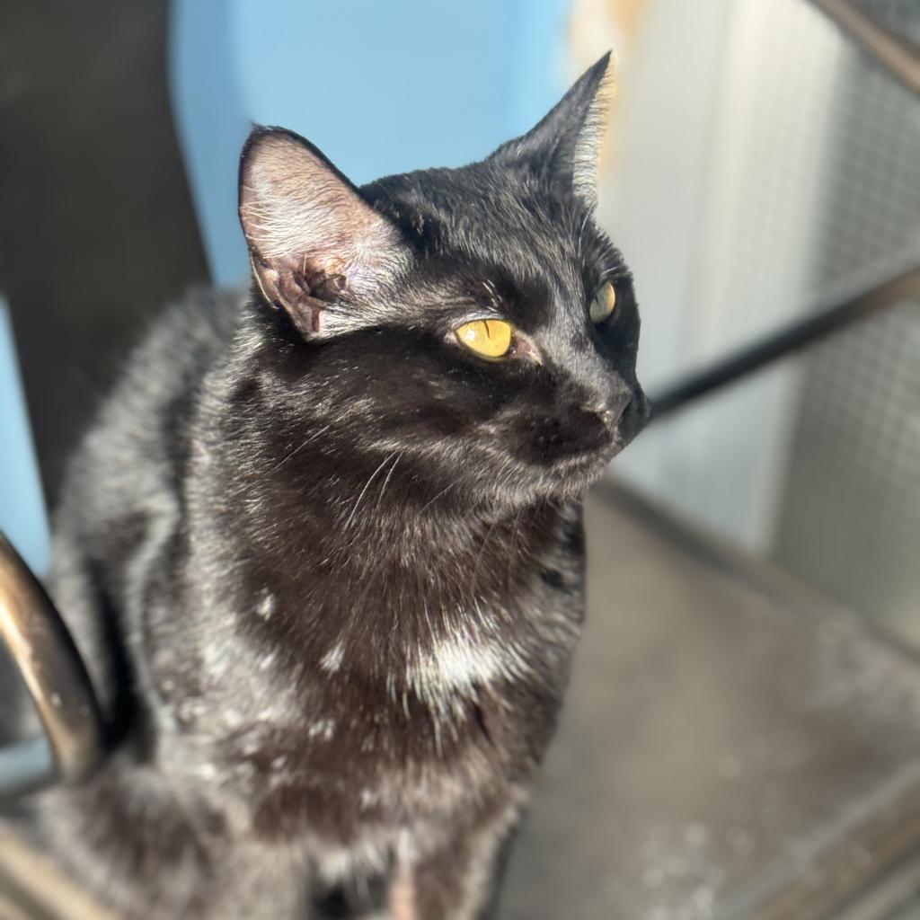 Ebony, Adoptable, Adult Female Domestic Medium Hair.