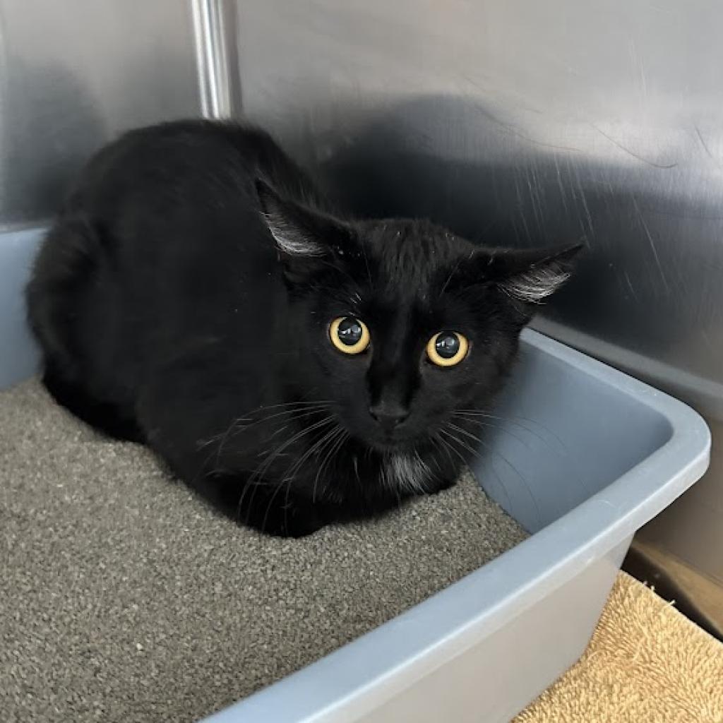 Enlarge Ebony, a Adoptable Domestic Medium Hair in Milford, IA image 2/4