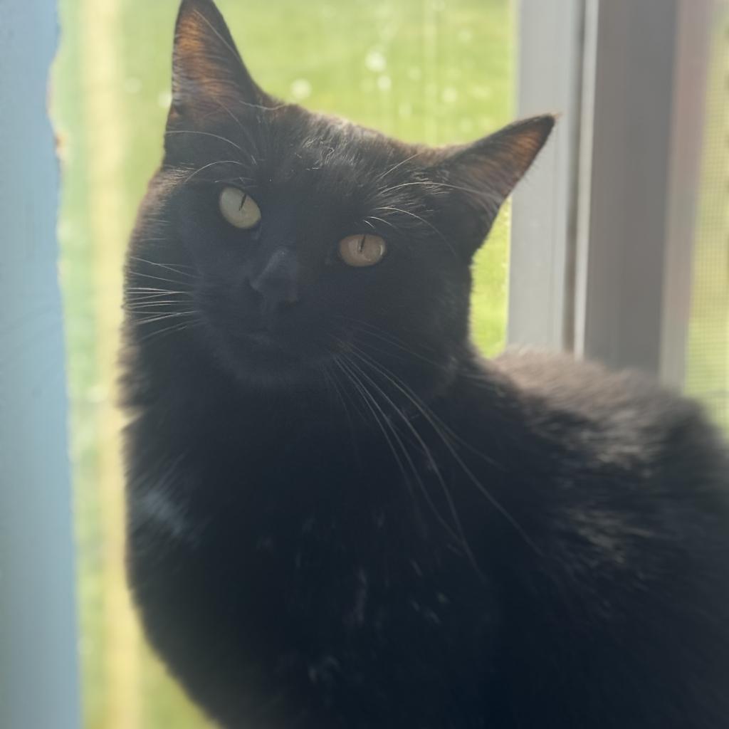 Enlarge Ebony, a Adoptable Domestic Medium Hair in Milford, IA image 3/4